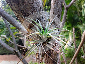 Epiphyte ride-on plants in the rainforest