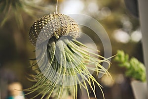 Epiphyte Tillandsia air plant growing out of a hollowed out sea shell hanging from a thread