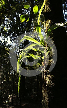 Epiphyte on a Tree, Backlit against Dark Forest Background