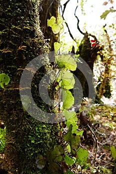 Epiphytes growing on a tree in the rainforest