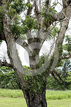 Epiphytes growing on tree in tropical climate of Cook Islands