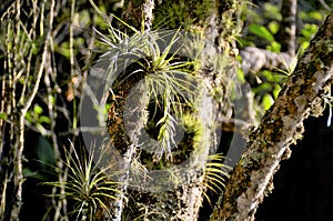 Epiphytes growing on tree trunk in city park