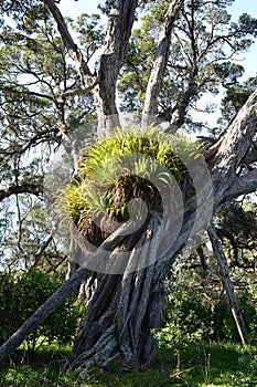 Epiphytes on massive tree