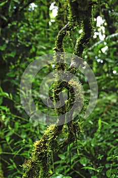 Epiphytes, plants growing on other plants, thrive in the moist environment in Monteverde Cloud Forest Reserve.