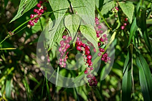 Epiphytic vine, Pothos longipes, with red drupes