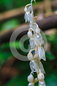 Epipogium roseum (D. Don) Rare species wild orchids in forest of