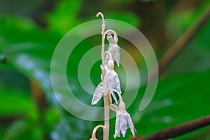 Epipogium roseum (D. Don) Rare species wild orchids in forest of