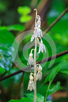 Epipogium roseum (D. Don) Rare species wild orchids in forest of