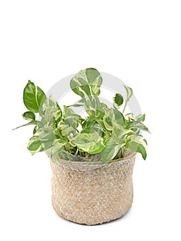 Epipremnum aureum in basket weave isolated on white background with copy space.