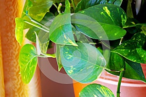 Epipremnum aureum, commonly known as `potus`, `pothos` or `potos`