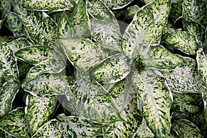 Epipremnum aureum - Devil,s ilvy or Golden pothos or Hunter,s robe