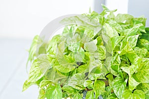 Epipremnum aureum,devil's ilvy or hunter's robe