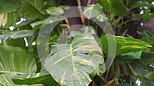 Epipremnum aureum,Devil`s ivy, Golden pothos,  growth on big tree