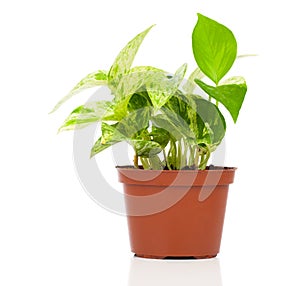 Epipremnum aureum (family Araceae) plant in pot