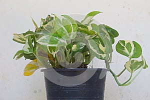Epipremnum aureum family Araceae plant in pot