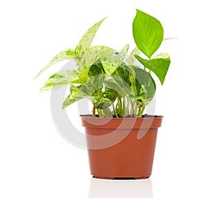 Epipremnum aureum (family Araceae) plant in pot photo