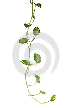 Epipremnum aureum or golden pothos isolated on white background.