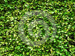 Epipremnum Aureum Growth Tree Background Heart Shaped Leaves Vine Backdrop, Devil\'s Ivy Wall Green, Garden Hang, Ornamental