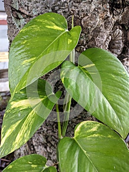 Epipremnum aureum is included in the Araceae family originating