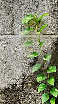 Epipremnum aureum, know as devils ivy can creeping on the wall and on the ground