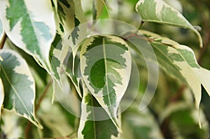 Epipremnum aureum Leaf