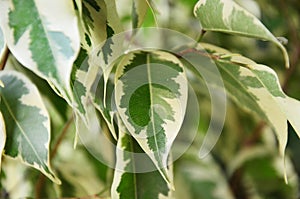 Epipremnum aureum Leaf photo