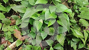 Epipremnum aureum leaves. Also known as Golden pothos, MoneyMarble queen pothos, Variegatedphilodendron, Neon Pothos