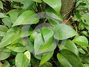 Epipremnum aureum leaves. Also known as Golden pothos, MoneyMarble queen pothos, Variegatedphilodendron, Neon Pothos