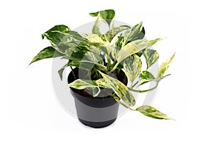 `Epipremnum Aureum Marble Queen` tropical pothos house plant with white variegation in flower pot on white background