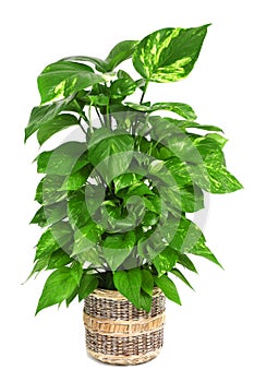 Epipremnum aureum plant photo