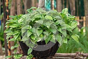 Epipremnum Aureum plant in a garden.Common names including Golden pothos,Ceylon creeper,Hunter`s robe,Ivy arum,Money plant. photo