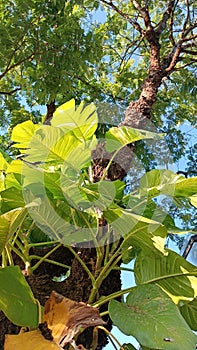 The Epipremnum aureum plant growing as a vine on a large tree