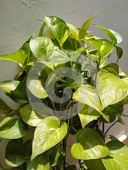 Epipremnum aureum or sirih gading plant with sunshine