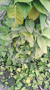 Epipremnum aureum is a species of flowering plant in the arum family Araceae, native to Mo`orea in the Society Islands of French