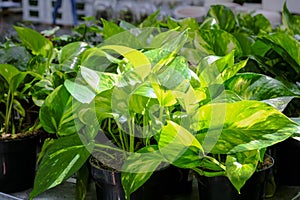 Epipremnum aureum is a species of flowering plant in the arum family Araceae plant in a pot close-up. Sale in the store. Selective