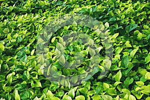 Epipremnum aureum vine plant, green leaf texture background