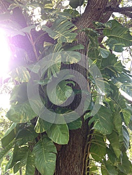 Epipremnum Aureus (Money Plant) Plant Climbing Tree.