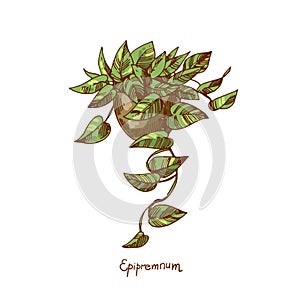 Epipremnum. Houseplants vector illustrations. Urban jungles. Plants are friends.