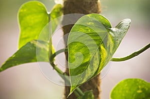 Epipremnum leaf close up