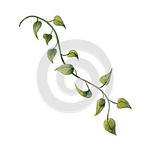 Epipremnum liana vine plant watercolor illustration isolated on white. Realistic tropical leaves clipart