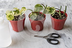 Epipremnum Njoy pothos houseplant propagating in small plants. indoor plants propagation concept