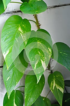 Epipremnum, Epipremnum Pinnatum Variegata or Epipremnum pinnatum variegated albo