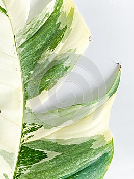 Epipremnum Pinnatum Variegate Leave