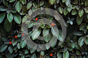 Episcia cupreata