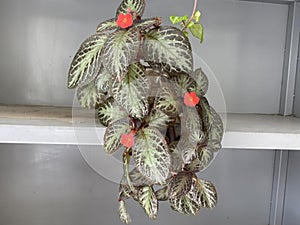 Episcia cupreata