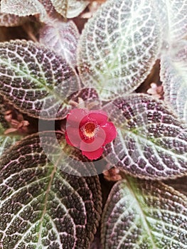 Episcia cupreata photo