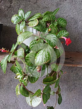 Episcia cupreata is A beautiful Flower