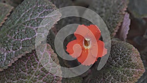 Episcia cupreata cameo with the Red Bloom. Shoot with HLG 25 FPS. Panning Right