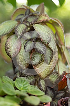 Episcia cupreata or flame violet ornamental plant