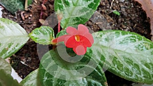 Episcia cupreata flower